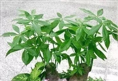 花长寿花|这7种花不浇水长的快,越浇水越养不活,看完还不赶紧停手吗?