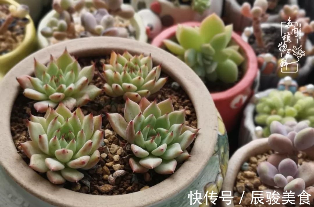 蓝苹果|经历一个夏天的摧残,方知皮实好养的多肉才是真爱!