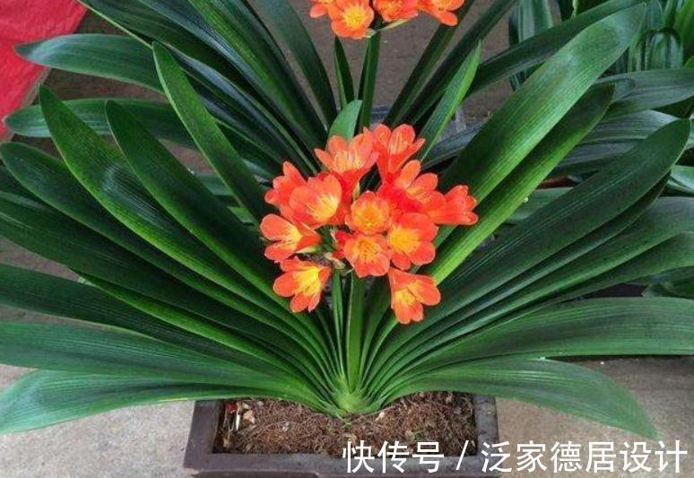 种球|正逢秋日养花好时节,买花就选这3款,一开大半年,开花量还大