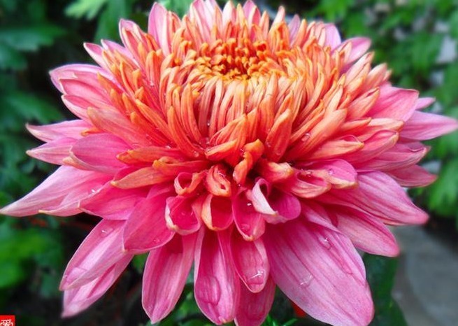 喜欢菊花不如养一盆“菊之珍品”,似光彩明霞,娇媚优雅