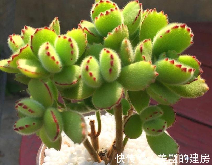 适应性|天气渐冷,想要入坑养多肉?盆栽这3款,0度植株照样状态好