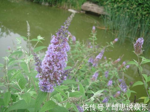 白芨|农村这个植物，一个名字竟是两种东西，一种能毒鱼一种治痔疮