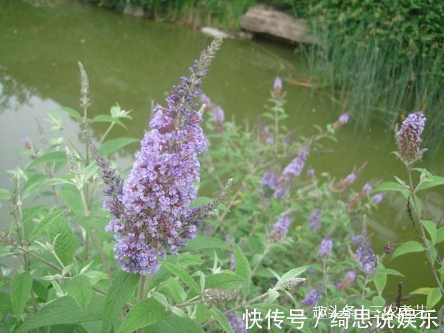 白芨|农村这个植物,一个名字竟是两种东西,一种能毒鱼一种治痔疮
