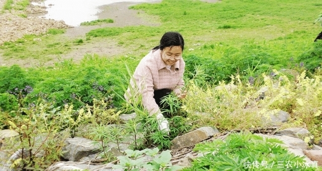 艾蒿|遇见“它”,请您少摘点,因为价值珍贵,且用处大