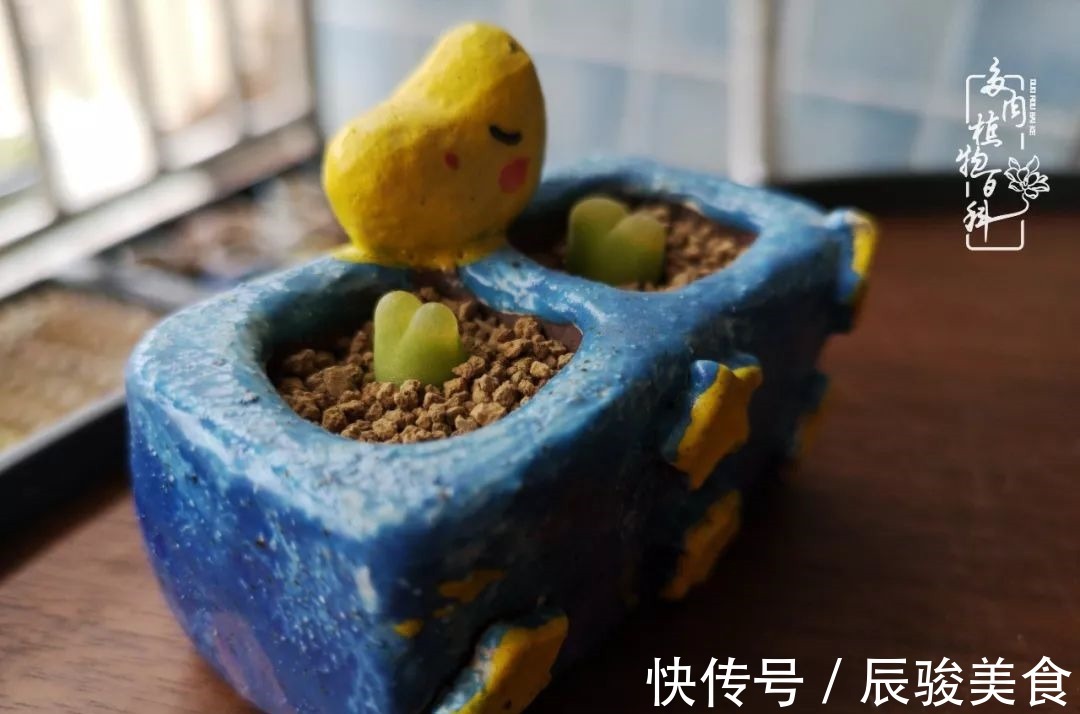 蓝苹果|经历一个夏天的摧残,方知皮实好养的多肉才是真爱!