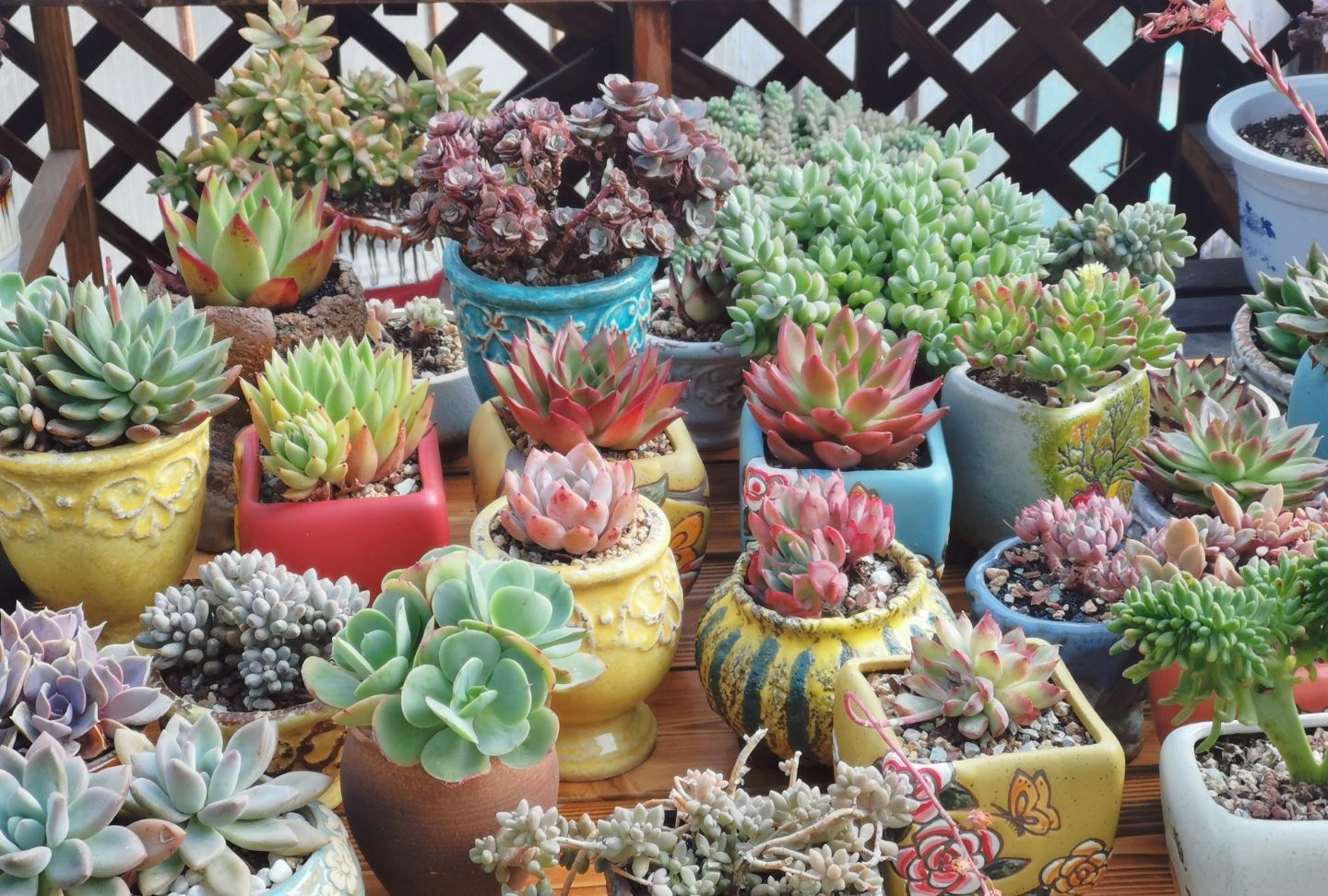 养多肉要“反向操作”,冬末直接放室外,快速上色,还容易爆小崽