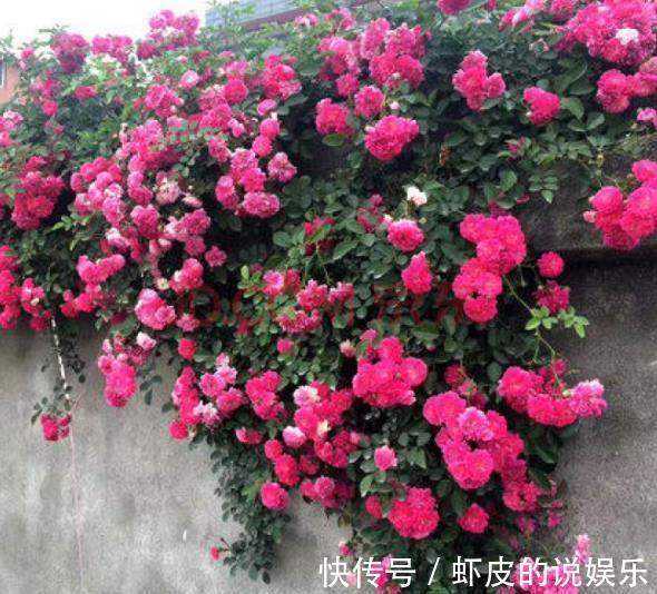 11月养3种耐寒花,种一次年年有花赏,轻松开出一面花墙