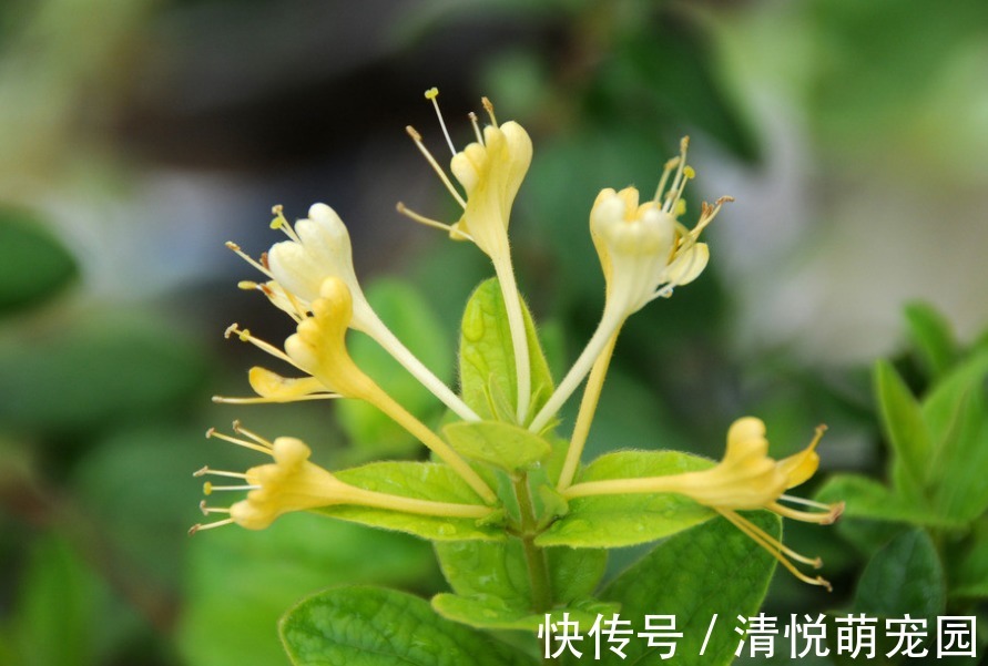 青木香|怎样控制高血压?不用每次都吃药,教你4个快速降压的方法