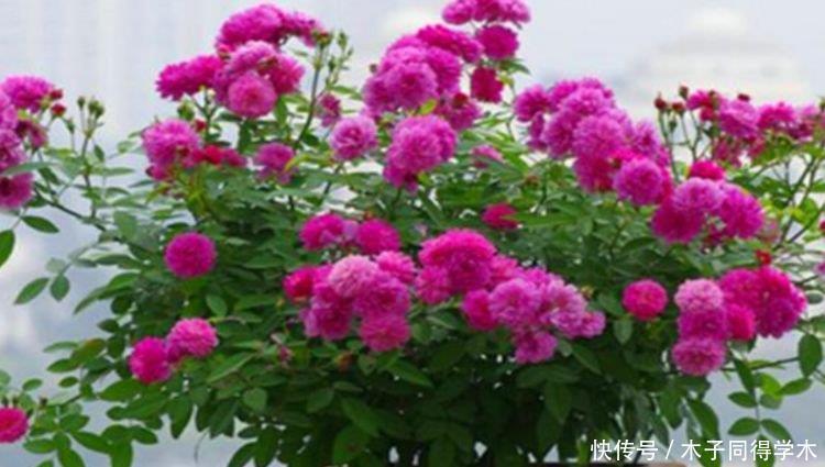 养花就养这几款,全年开花不停,花色鲜艳夺目,花朵美艳迷人