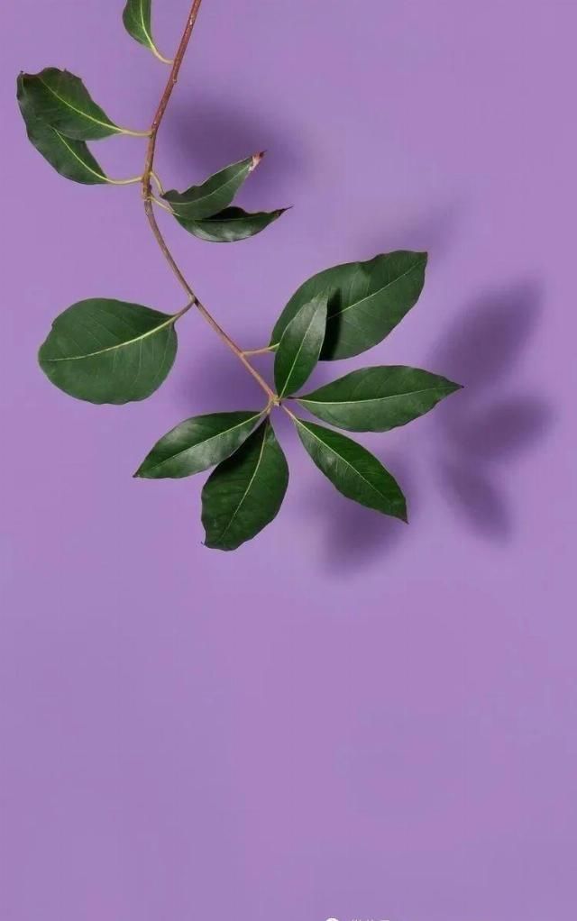 紫色是一|象征着灵性的紫色为什么是顶轮的颜色fashion色彩心理