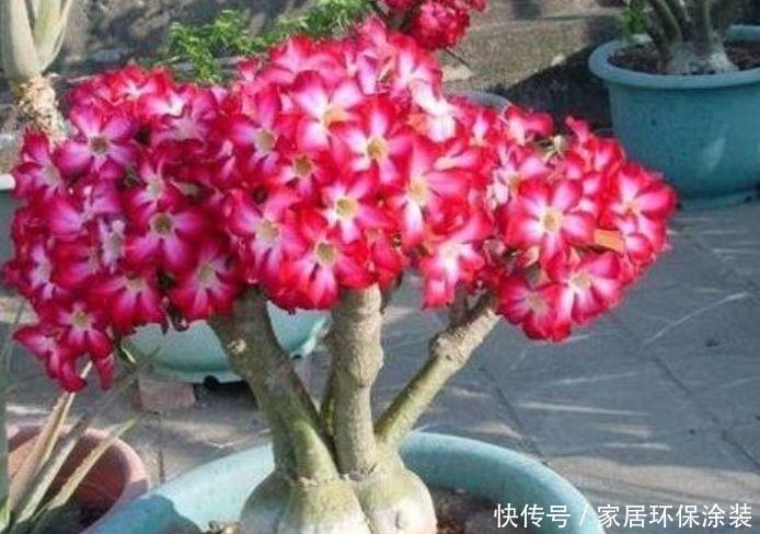 适合养在阳台的植物,随便养都能活,开花特漂亮,轻松开出花海