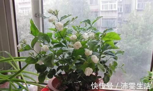 杜鹃|花盆太深真要命,长寿君子兰养1盆死1盆,赶紧换!