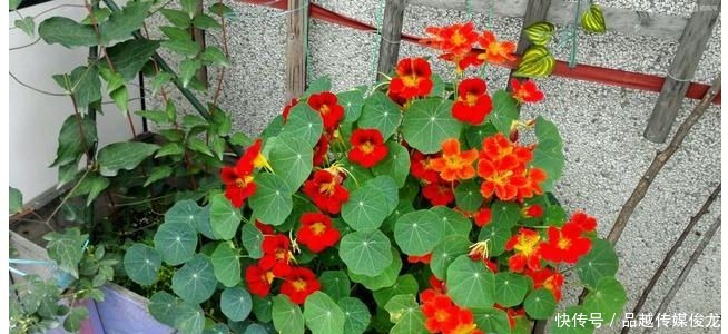 铜钱|旱金莲老不开花?注意以下5点,花开美又多,颜值吊打铜钱草!