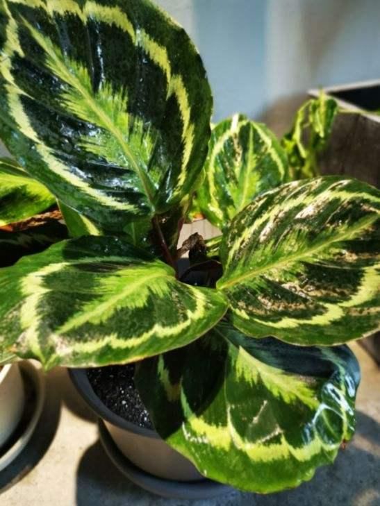 叶子像油画的5种花,耐阴效果好,家里没光也能养