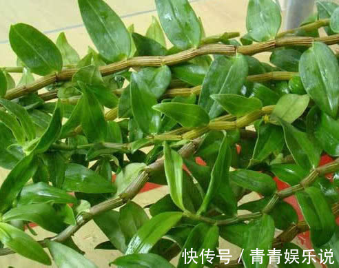 苦瓜|糖尿病碰到“大救星”,堪称天然“胰岛素”,常吃血糖稳降不飙升