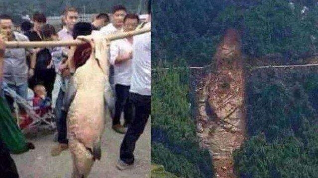 百年鱼精被捕杀后,神秘一幕出现了