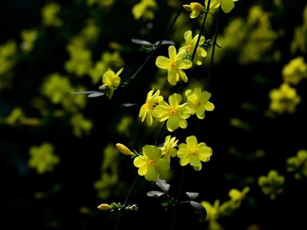 这个季节赏花踏青刚刚好~