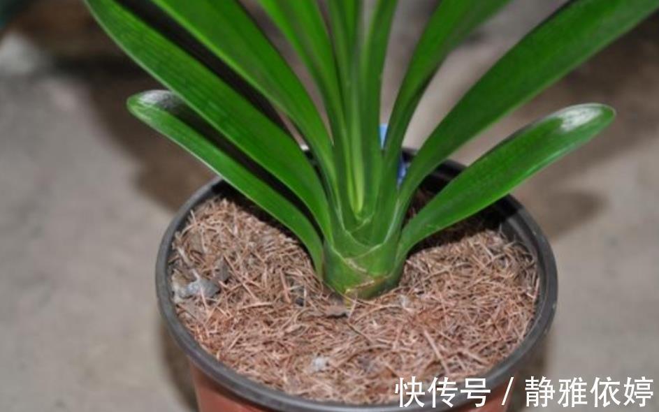 山上收集回来松针土,别直接拿来养花,先要简单处理