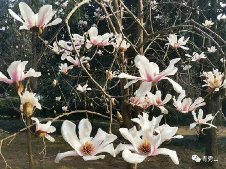 玉兰花正值花季，香溢满园|清丽高雅| 花季