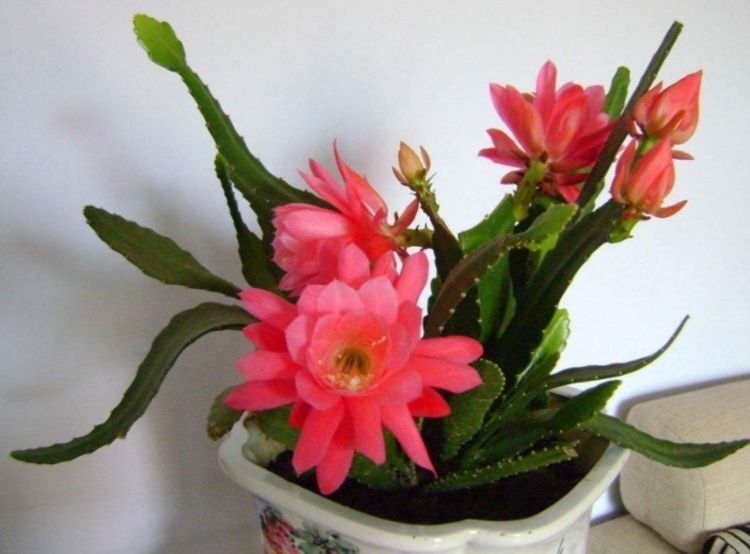 仙人掌中的极品,开花高雅、漂亮,一次开花100朵,十分壮观