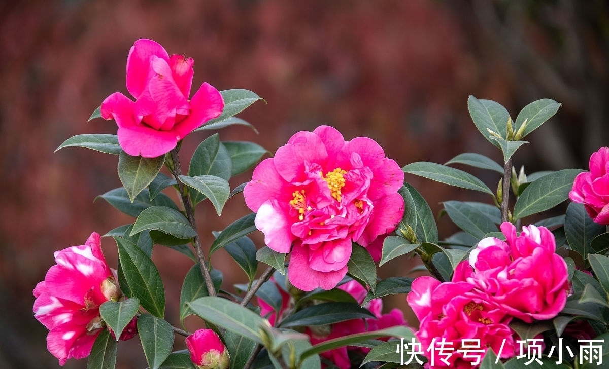 桂花|3种富贵花寓意花开富贵，养在家里，不但漂亮，还贵气十足