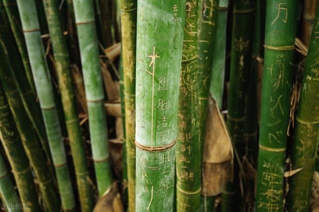 虫子咬后才能开花,竹子上面生长的美味,村民可遇不可求