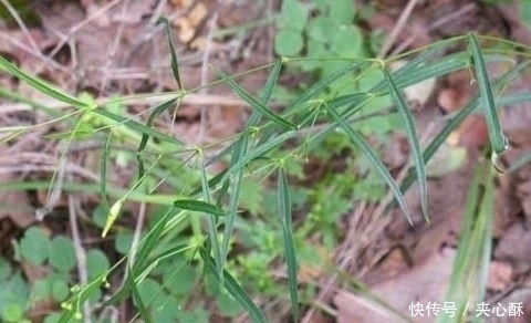  治疗|农村一种野草，蛇见到掉头，药用价值高，治疗牙痛有奇效，了解下