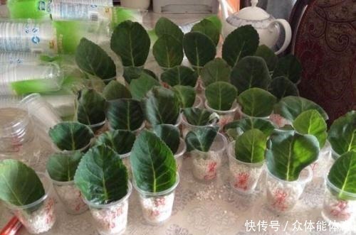 养花不用花钱,这3种花简单“扦插”,没几天就生根发芽,爱开花!