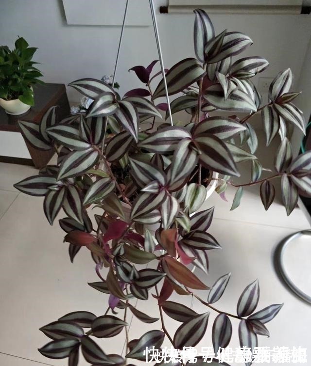 别养绿萝了,这花比绿萝好看好养,邻居一口气养了20盆!