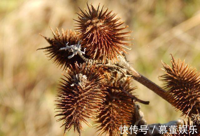 神农本草经|一毒物被称“上通脑顶，下行足膝”，可散风寒，通鼻窍，祛风湿