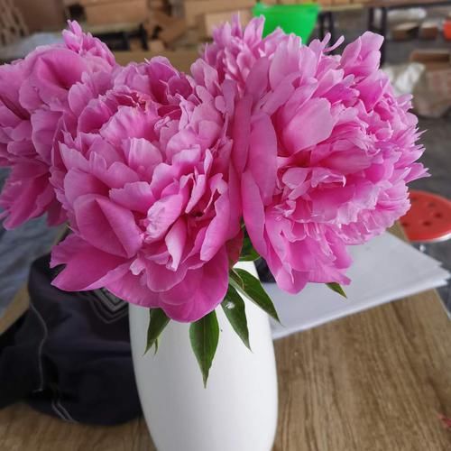 养花试试这款,生长繁茂,花色艳丽,美极了