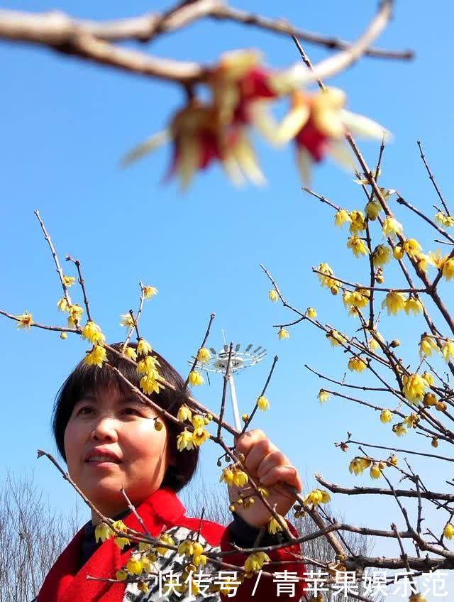 郯城：腊梅花盛开 春天气息浓了