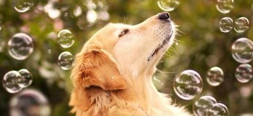 心理学 选一只动物跟着你一生闯天下 测你内心最不安的是什么 粉紫色 心理学 选一只动物跟着你一生闯天下 测你内心最不安的是什么 粉紫色