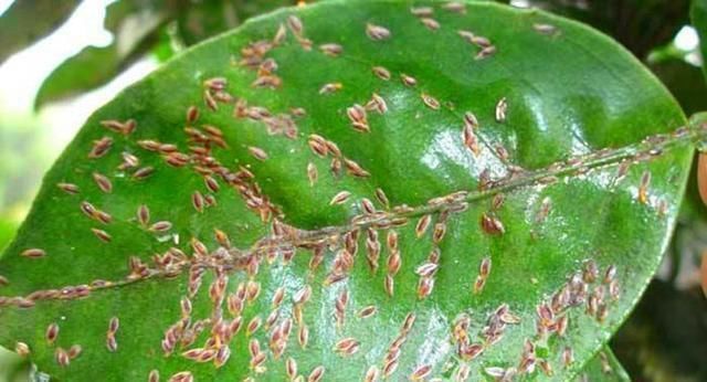 养花招了介壳虫,看着难受花卉长得差,怎么灭虫好方法教给你