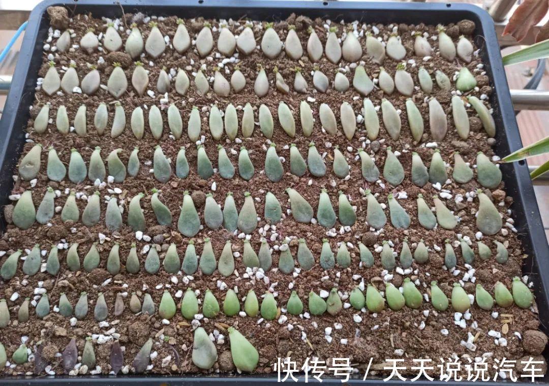 一个多肉小叶片，3个月后养爆盆，咋养的