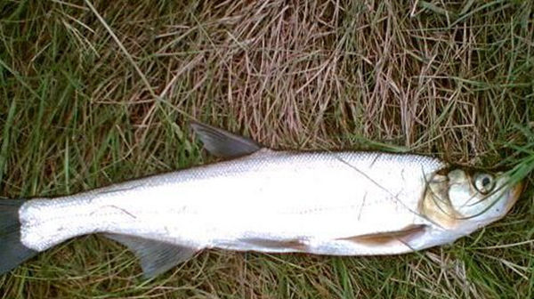 民间钓翘嘴鲌鱼的五种方法,盛夏高温鱼难钓,这种鱼反而更好钓