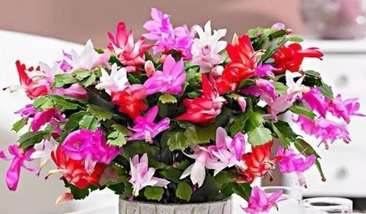 5种花漂亮又好养,比牡丹好看,花如名字一样美丽