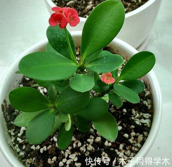 生根|立秋后，建议扦插6种花，温度适宜“利于”生根，成活率高