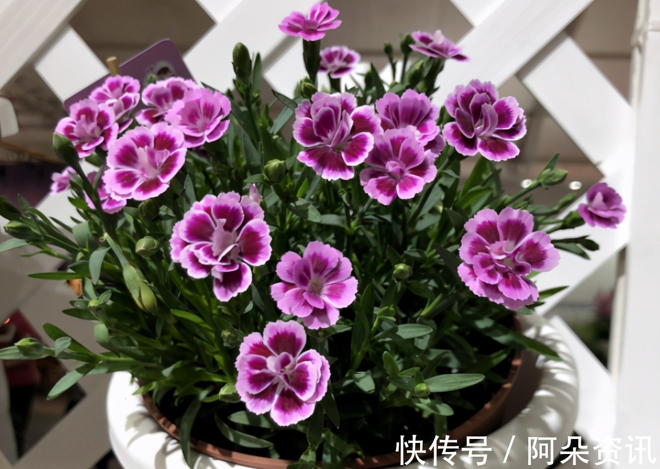 石竹花|阳台养花无需选“贵的”,入手此3样,一样漂亮、彰显品味