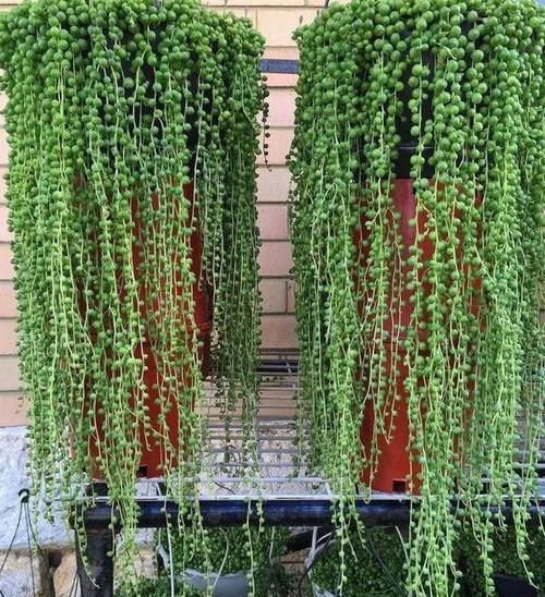 如何让佛珠吊兰越长越美？把握好4个环节，装扮窗台不是梦