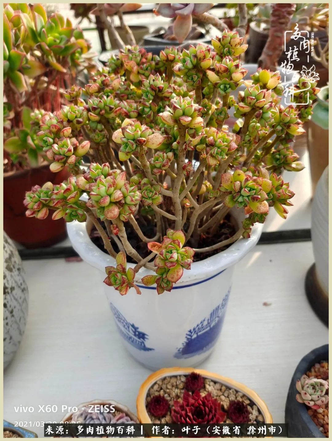 多肉相伴的美好时光，对多肉已是痴迷入骨！