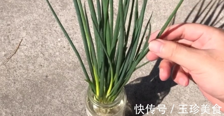 保鲜盒|小葱插进杯子里,真是厉害了,可惜今天才学会,看完我也去试一试