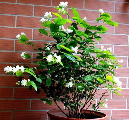 2种漂亮花,开春后别再修剪了,否则难开花!