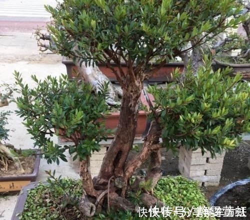 种花|这3种花越养越旺,摆在家里很惬意,精致小巧老桩更值钱!