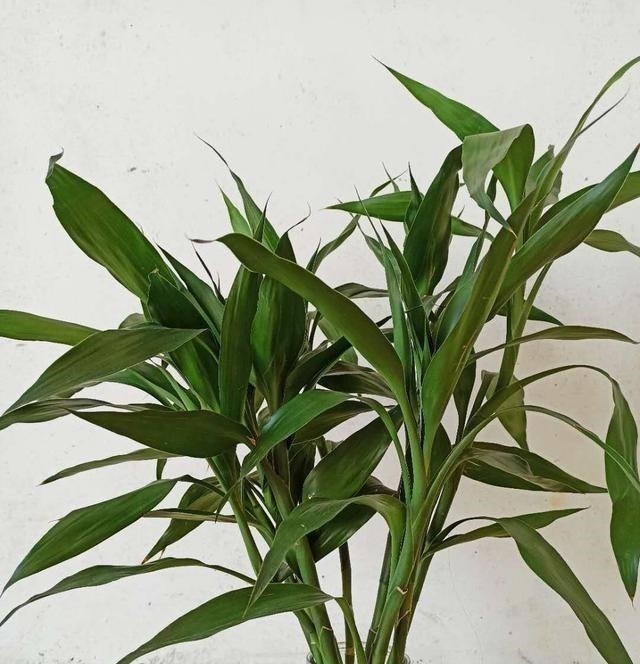 家里有养这5种花，别老是拿去晒太阳，容易晒出问题！