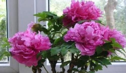 家有庭院就养4种花,花期长,简单易成活,惊艳如花球,美翻了