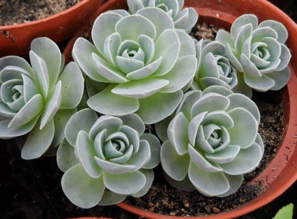 五种一开花爆盆的多肉，漂亮好养懒人必备，漂亮好养惹人爱，呆萌