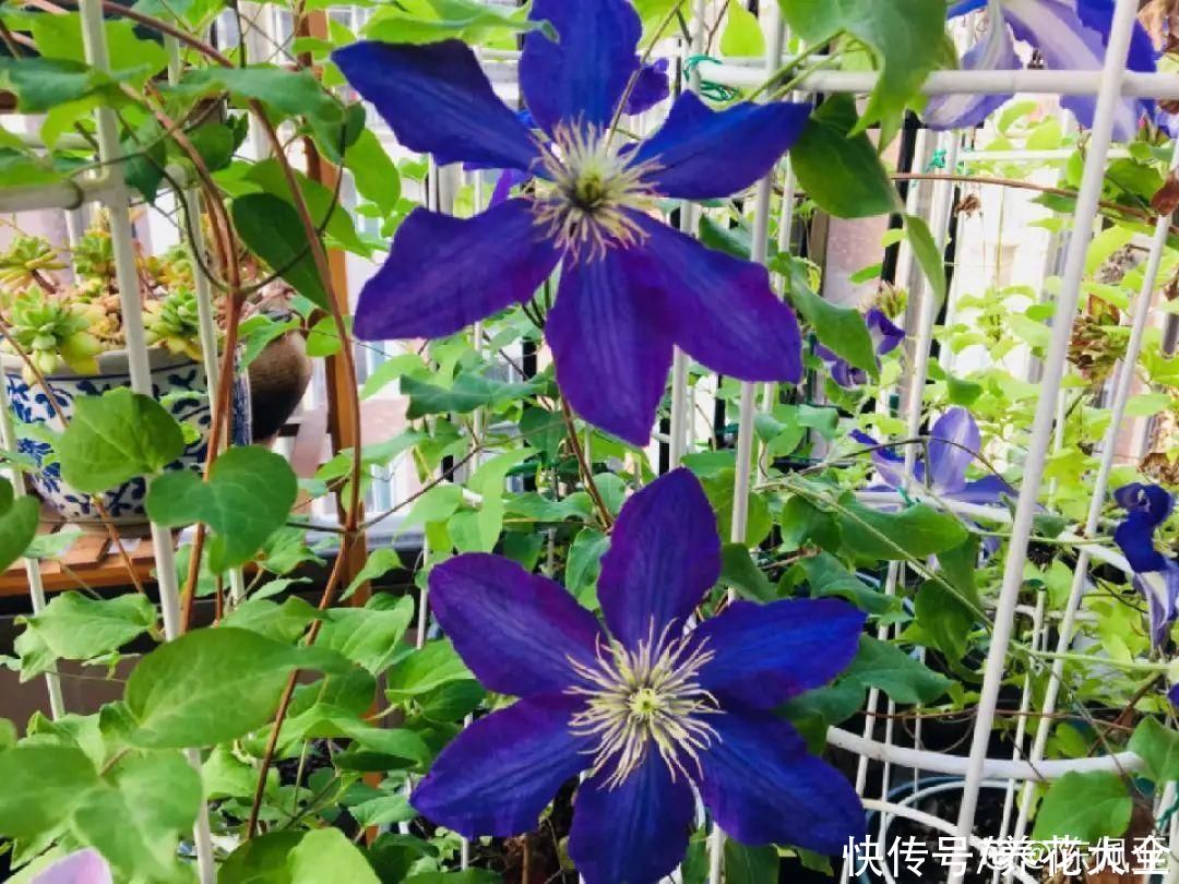 蟹爪兰|立秋后，7种花要“苏醒”，可以放手养了