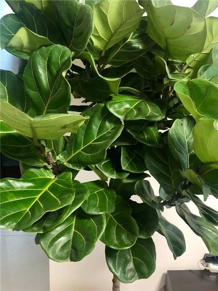 叶子|用它喷在花叶子上,不招虫长的快,叶子绿油油!