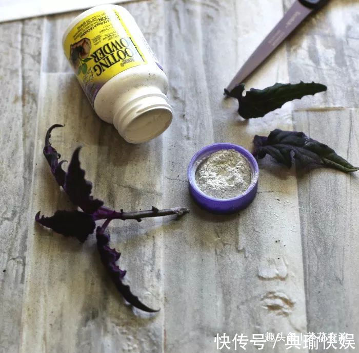 春末夏初特适合植物扦插繁殖，剪下来的枝条快速生根的方法